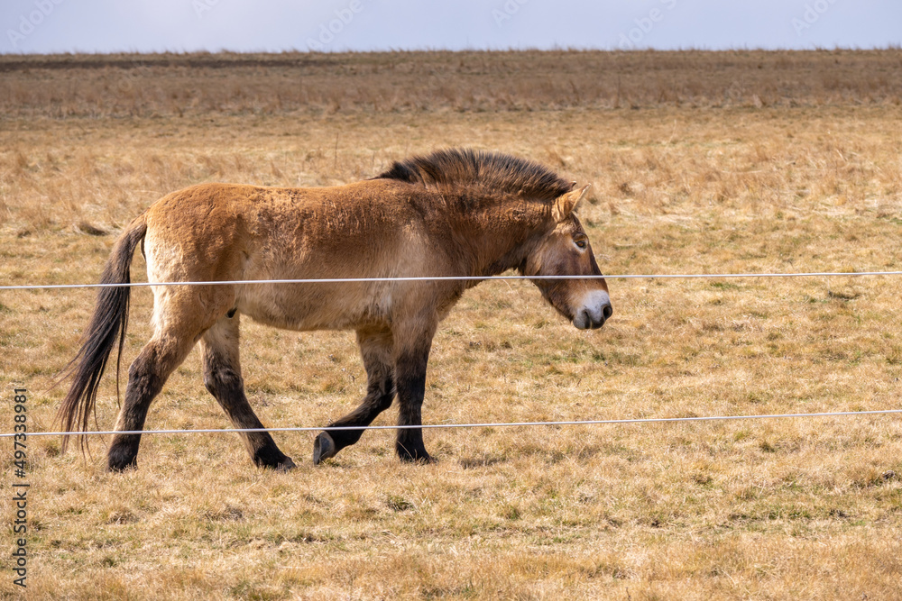 Przewalski's horse in pasture, Prague. Przewalski's horse in pasture, Prague.