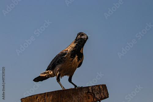 wild crow against the sky © AlexTow