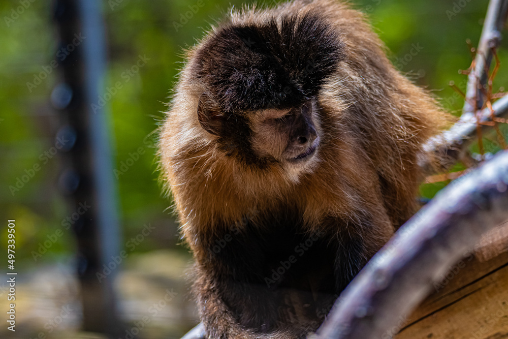 Fototapeta premium japanese macaque sitting on a tree