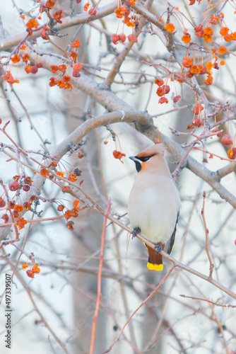 spotted waxwing