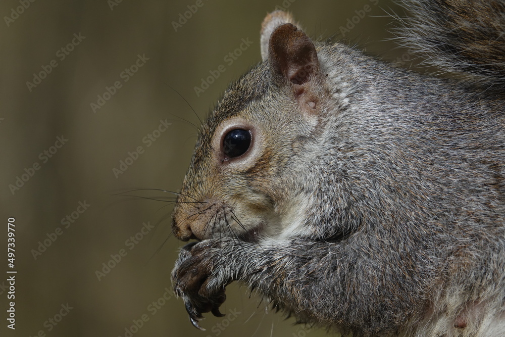 portrait of grey squirrel (Sciurus carolinensis) portrait of grey squirrel (Sciurus carolinensis)