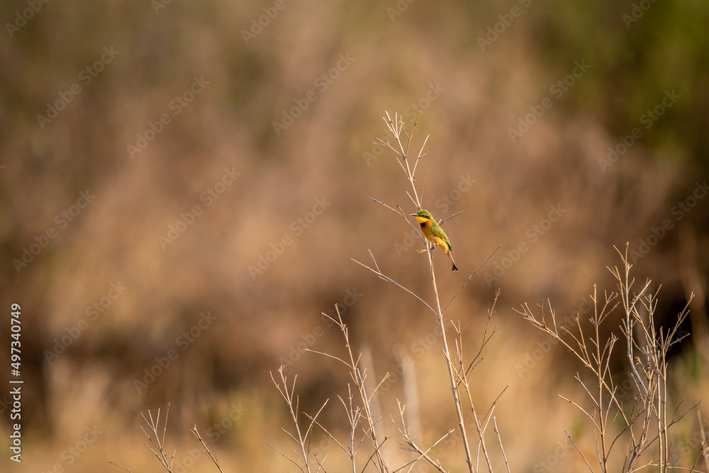 Little bee-eater sitting on a branch. Little bee-eater sitting on a branch.