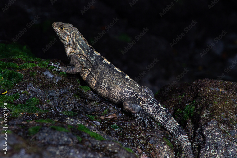 Fototapeta premium Costa Rica´s Lizards