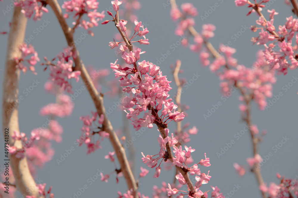 Texas Redbud close up of the pink flowers blooming