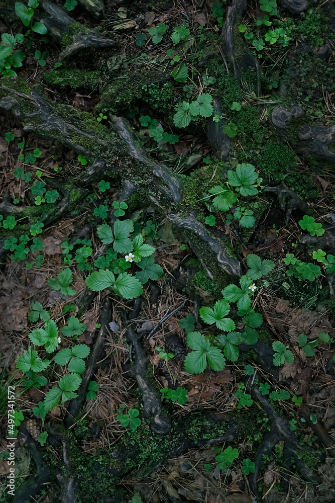 Forest ground with green plants leaves, tree roots, mossy soil texture natural background. summer season. ecology, environment, save nature concept. flat lay Forest ground with green plants leaves, tree roots, mossy soil texture natural background. summer season. ecology, environment, save nature concept. flat lay