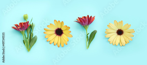 Fototapeta Naklejka Na Ścianę i Meble -  Top view image of yellow and purple chrysanthemum flowers composition over blue background. Flat lay