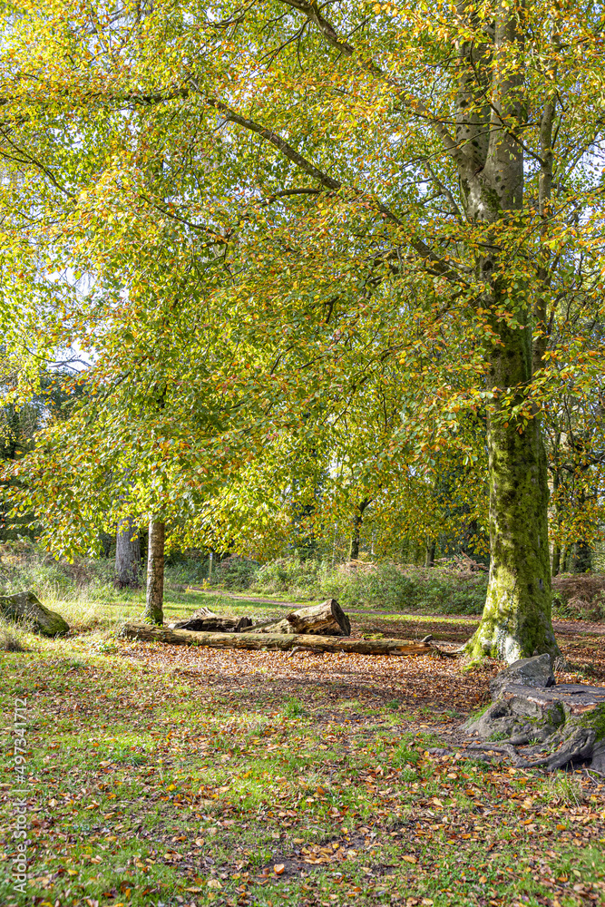 A beech tree in autumn in Speech House Woodland in the centre of the Forest of Dean, Gloucestershire, England UK