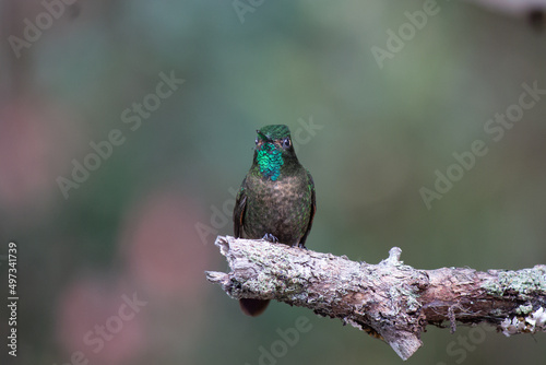 La Calera, Colombia - March 17th, 2019: portrait of a colorful and free hummingbird in its habitat on a tree. photo