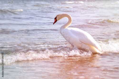 White swan and a sunny beach