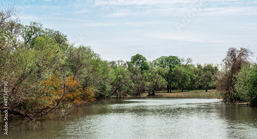 Many trees around a creek