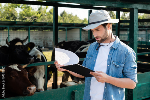 farmer in straw hat looking at clipboard near cows on farm.