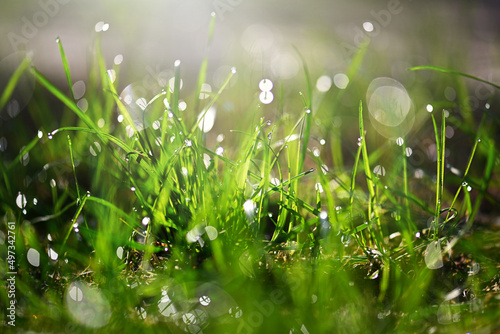 Green fresh grass covered with morning dew under the rays of the sun. Beautiful background with grass texture, dew drops and bokeh. Drops of water on the grass after the rain. Light morning dew