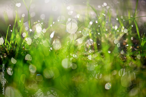 Green fresh grass covered with morning dew under the rays of the sun. Beautiful background with grass texture, dew drops and bokeh. Drops of water on the grass after the rain. Light morning dew