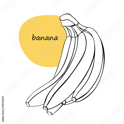 Outline drawing of bananas. Tropical fruit silhouettes. Linear ink graphics. Sign, icon for food design.