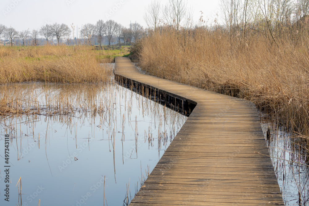 Wooden walk on marsh with mud and reed plant, Nature path in countryside of Holland, Typical Dutch polder and water land, Landscape view between Zelhem and Braamt villages in Gelderland, Netherlands. Wooden walk on marsh with mud and reed plant, Nature path in countryside of Holland, Typical Dutch polder and water land, Landscape view between Zelhem and Braamt villages in Gelderland, Netherlands.