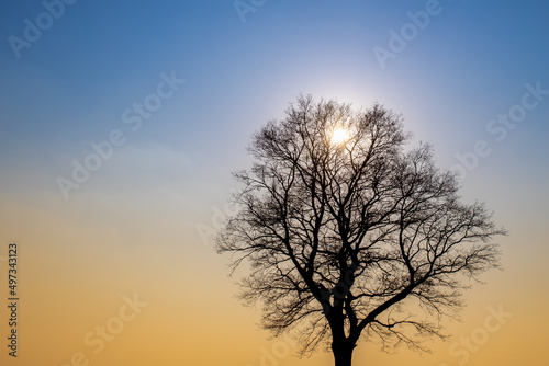 Silhouette bare tree with sunset with dual toned blue and yellow colour  Beautiful sky in the evening during the sun going down  Landscape view in the leafless trees in early spring  Nature background