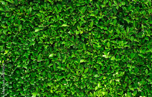 green foliage texture, leaf nature background. 
