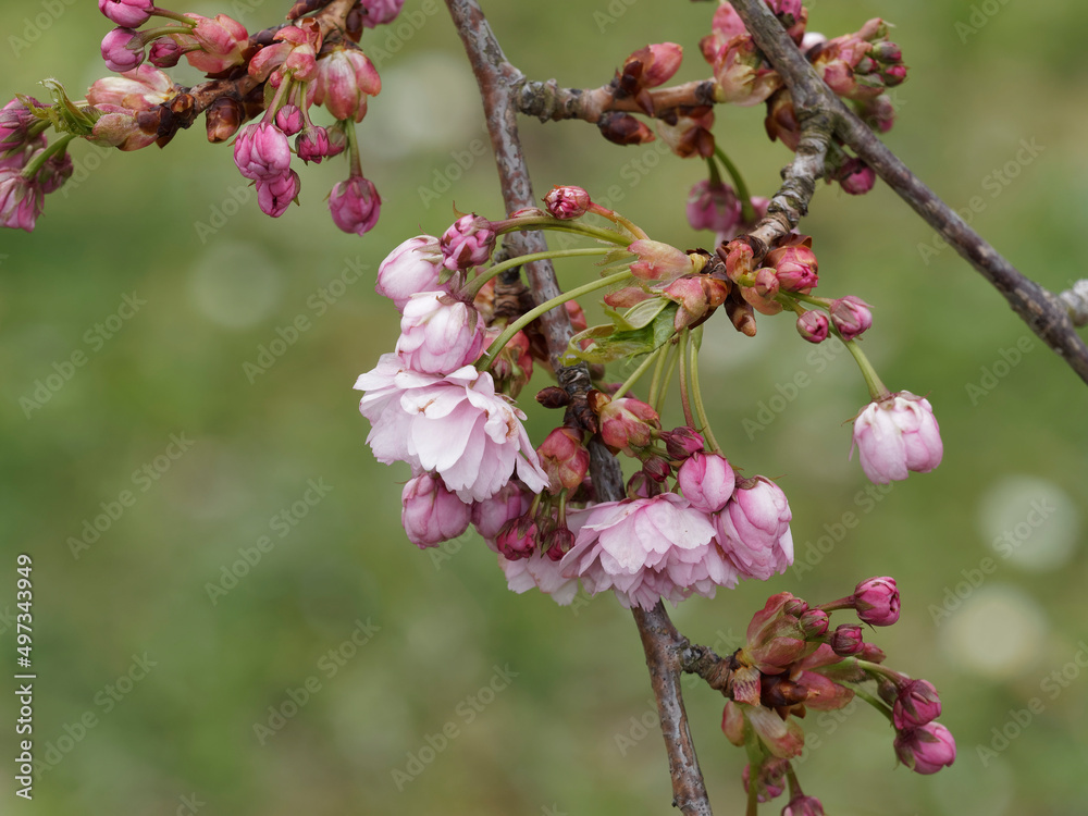 Prunus serrulata 'Kiku-shidare-zakura' oder Japanische Zierkirsche. Dekorativer Strauch mit hängenden Zweigen, die mit anmutigen gefüllten rosa Blüten bedeckt sind und gesägten mittelgrün Blätter Prunus serrulata 'Kiku-shidare-zakura' oder Japanische Zierkirsche. Dekorativer Strauch mit hängenden Zweigen, die mit anmutigen gefüllten rosa Blüten bedeckt sind und gesägten mittelgrün Blätter