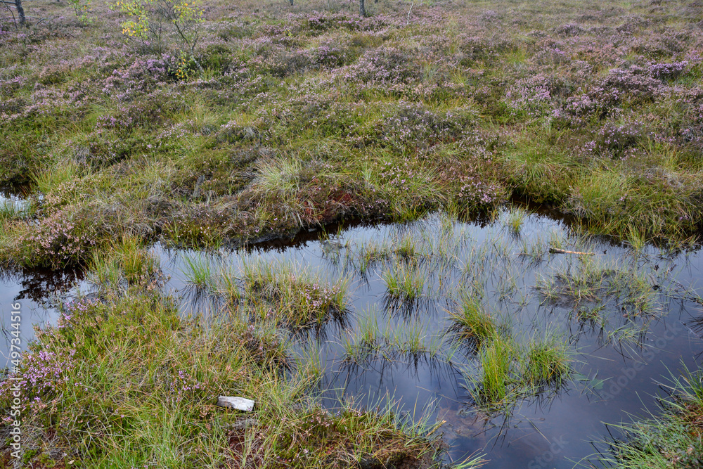 Water in the moor eyes with heather