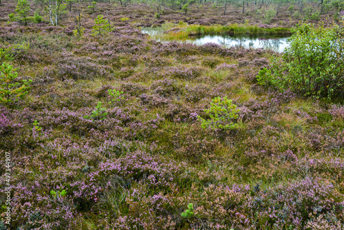 Moor landscape with bog eyes