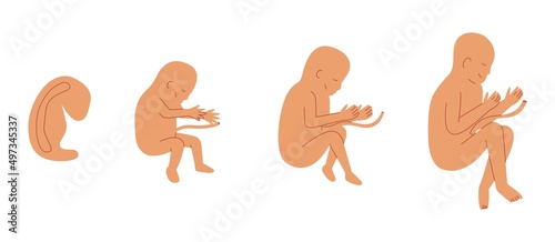 Flat vector illustration. Concept of development of the embryo and fetus in the womb.