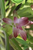 Closeup view of blooming curcuma longa flower, or commonly known as turmeric, a perennial, rhizomatous, herbaceous plant native to Southeast Asia