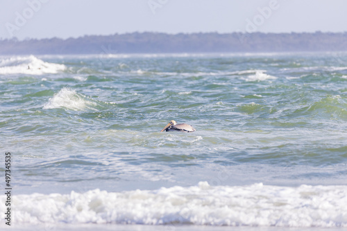 Pelican floating on the ocean