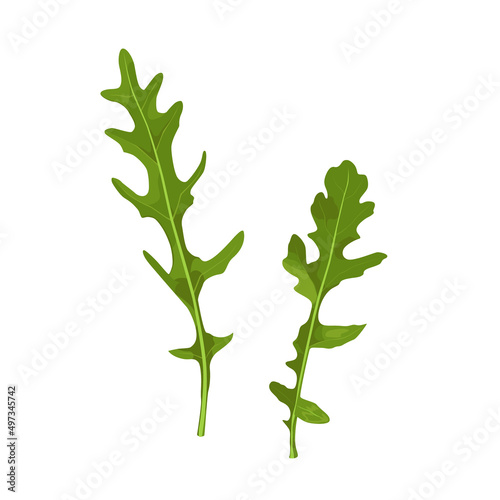 Arugula leaves isolated on white vector illustration. Rucola
