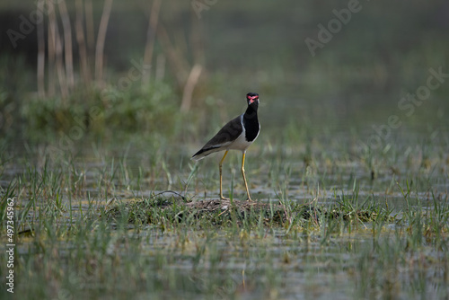 Red-wattled Lapwing