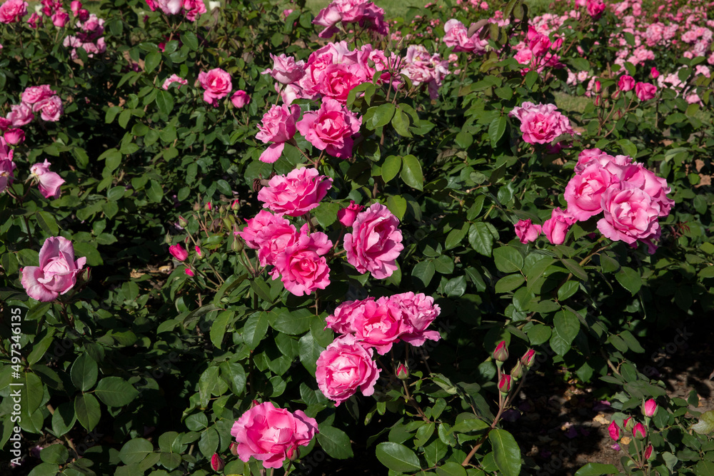 Floral. View of Rosa McCartney green leaves and flowers of pink petals, blooming in the garden in spring.	
