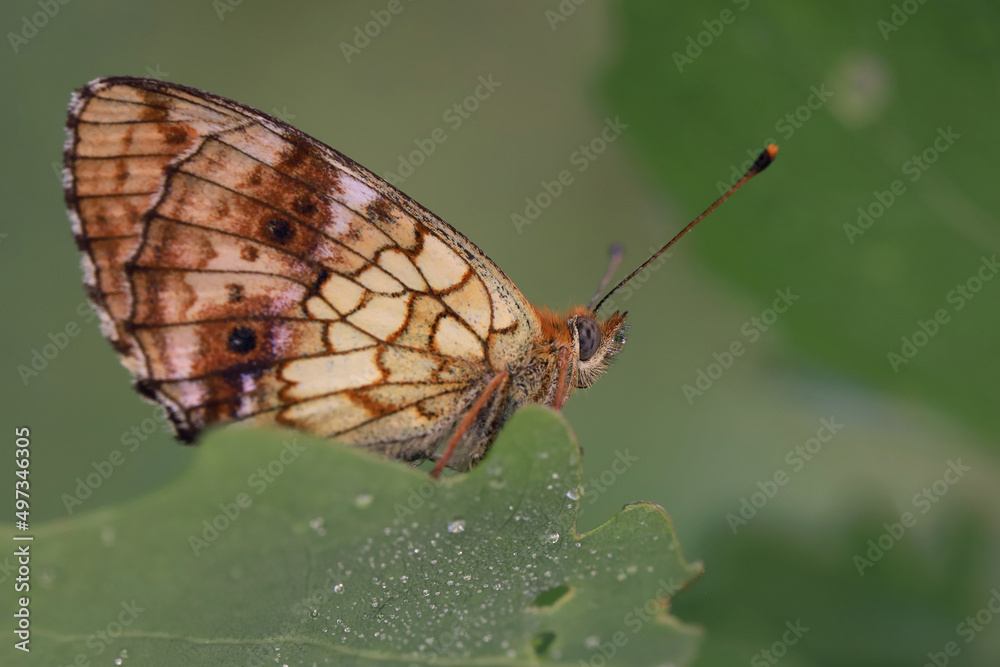 Obraz premium A butterfly (Argynnis) sits on a blade of grass covered with dew drops. 