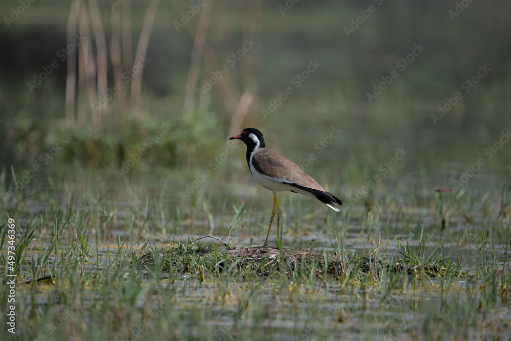 Red-wattled Lapwing Red-wattled Lapwing