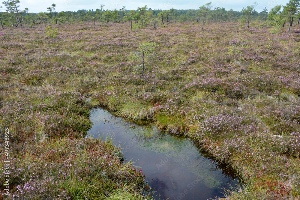 Landscape In the moor with bog eyes and heather Landscape In the moor with bog eyes and heather