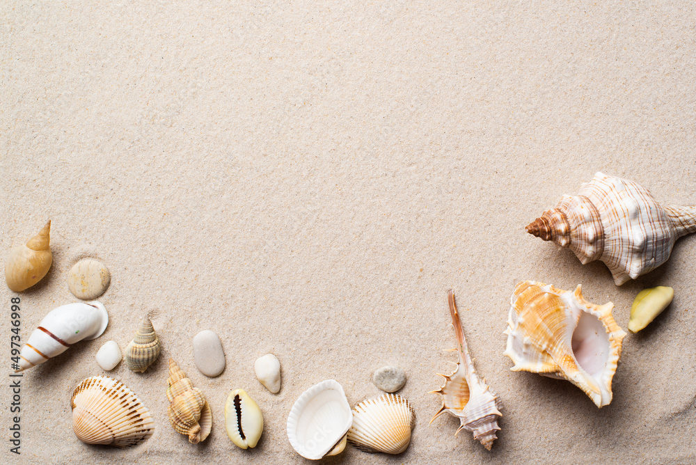seashells are lying on the sand. a place for text seashells are lying on the sand. a place for text