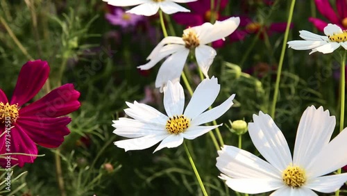 Footage of cosmos flowers in the flower garden