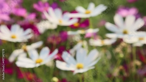 Footage of cosmos flowers in the flower garden, nature flowers concept defocused