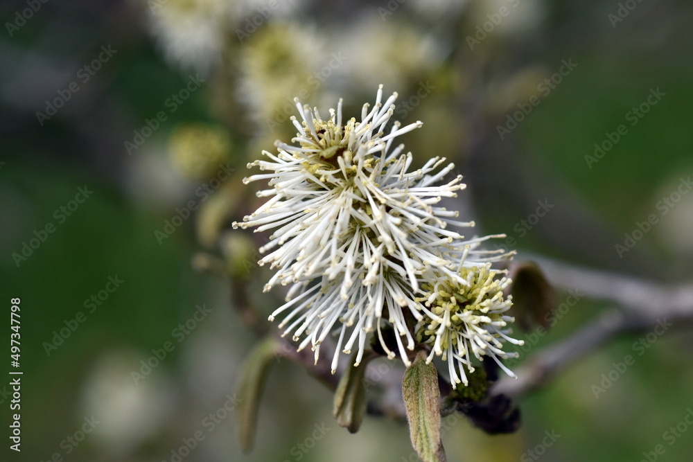 Weiße Blüten an einem Großen Federbuschstrauch