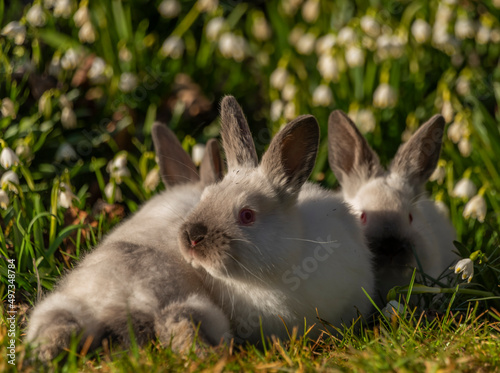 Young rabbits in green grass with snowflake and sunrise light