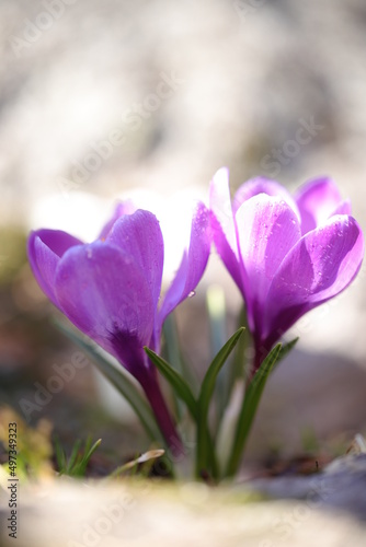 purple crocus flowers © ramund88