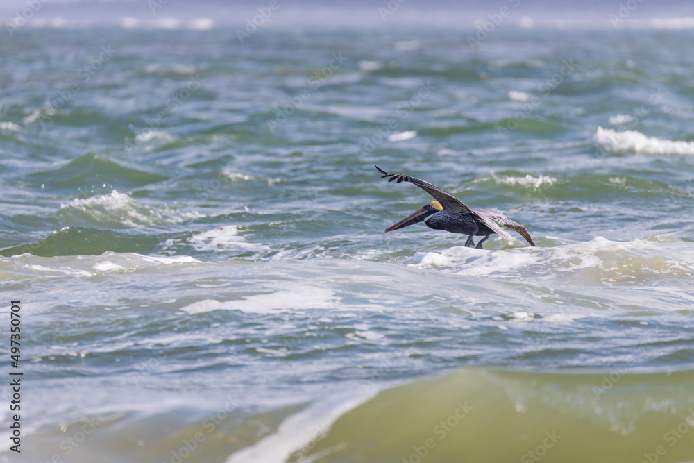 Obraz premium Pelican flying over the ocean