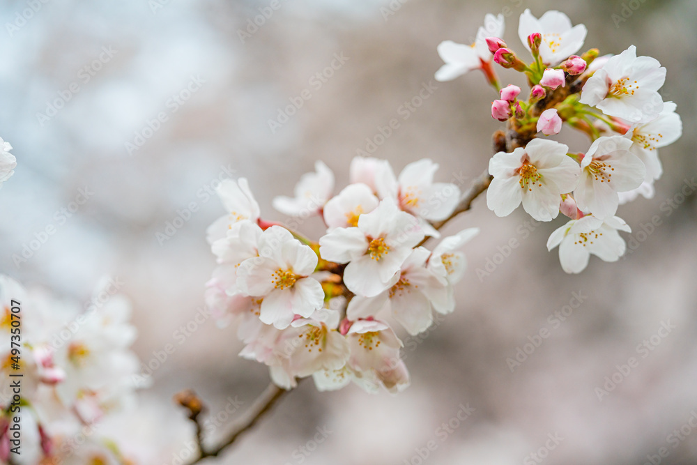 桜, 春、
桜, 春、