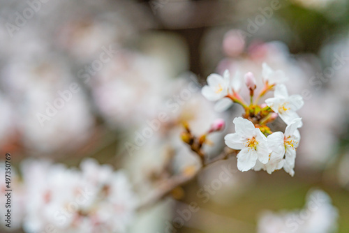 桜, 春、
