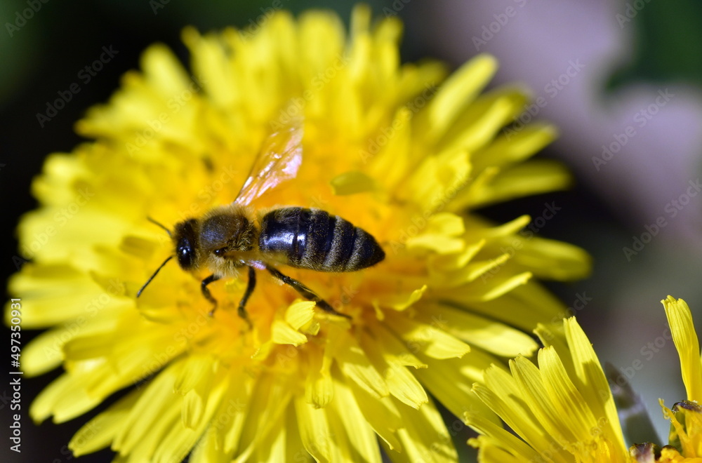 Biene auf einer gelben Löwenzahnblüte
