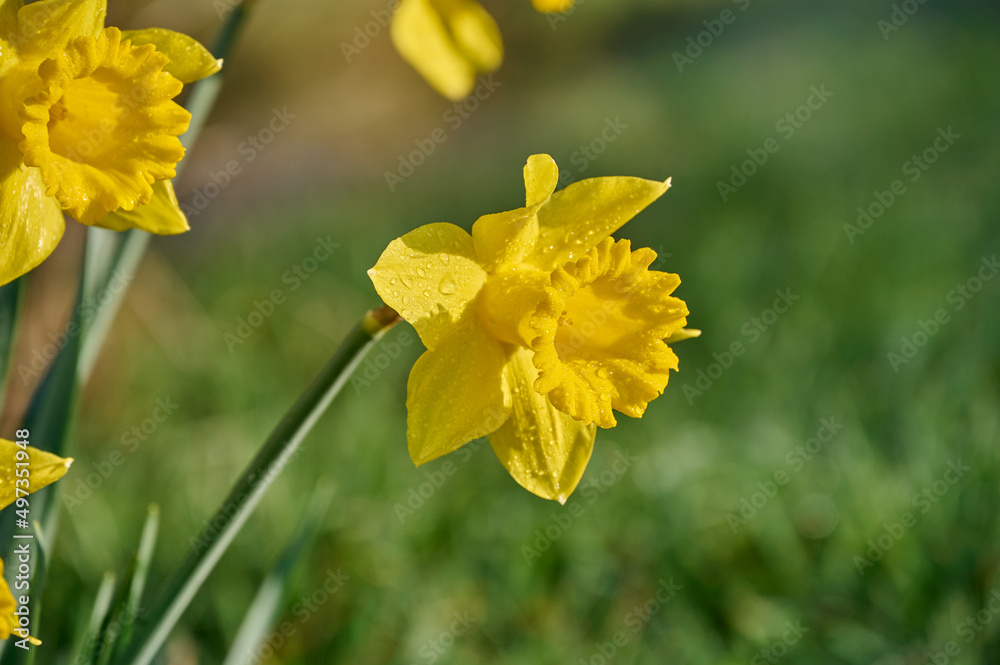 Obraz premium Close up of yellow daffodil with drops of morning dew