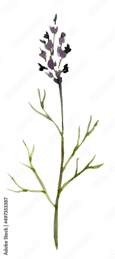 Watercolor dried flower on white background Watercolor dried flower on white background