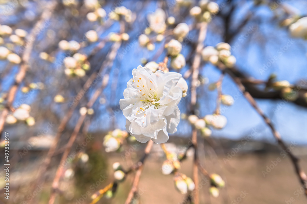 Close-up on white flower of a plum blossom tree in bloom with long stamens and yellow anthers blossoming against a blurry bokeh background during the spring hanami season in Japan. Close-up on white flower of a plum blossom tree in bloom with long stamens and yellow anthers blossoming against a blurry bokeh background during the spring hanami season in Japan.
