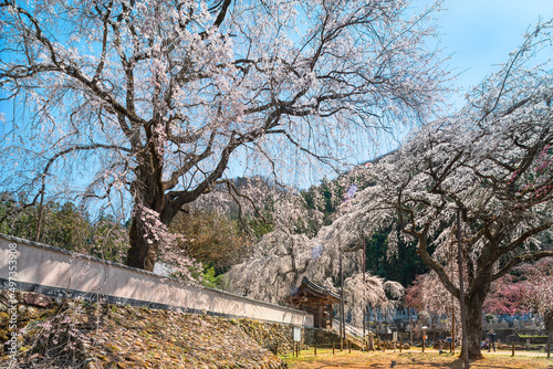 saitama, chichibu - april 04 2022: Majestic spring scenery depicting giantic shidarezakura weeping cherry blossoms trees overlooking the Yakuimon gate and the wall of the Buddhist Seiunji Temple. photo