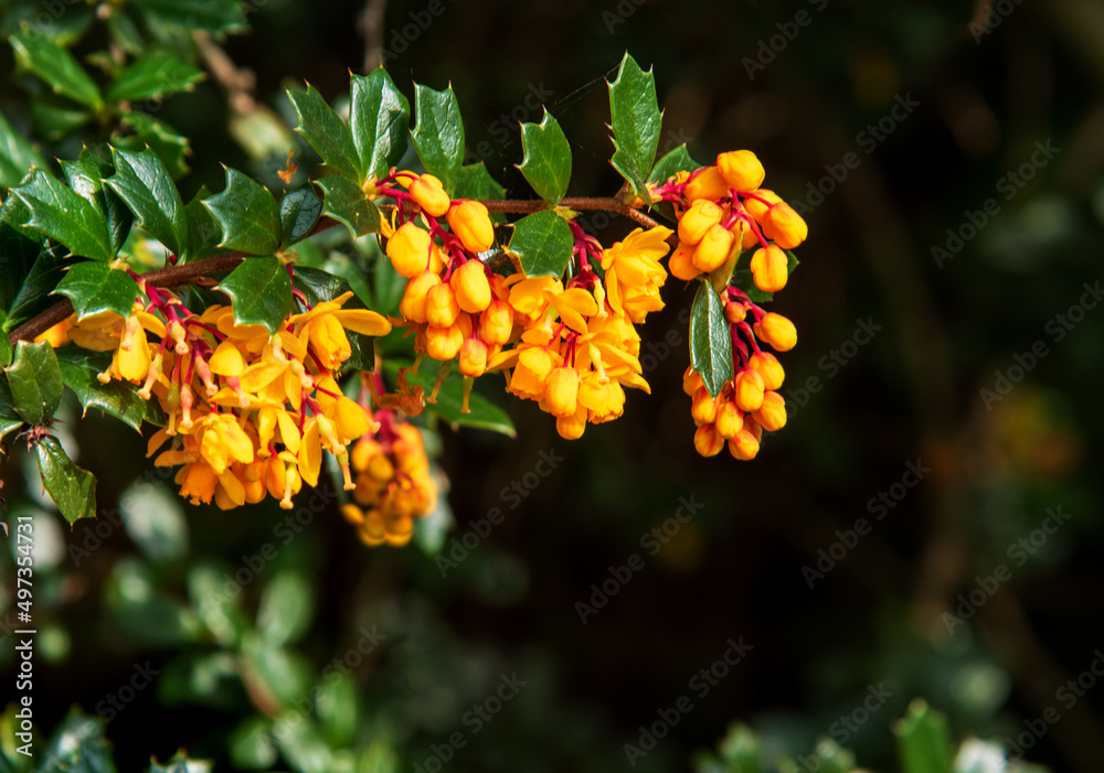 Berberis or barberry bush with orange flowers Berberis or barberry bush with orange flowers