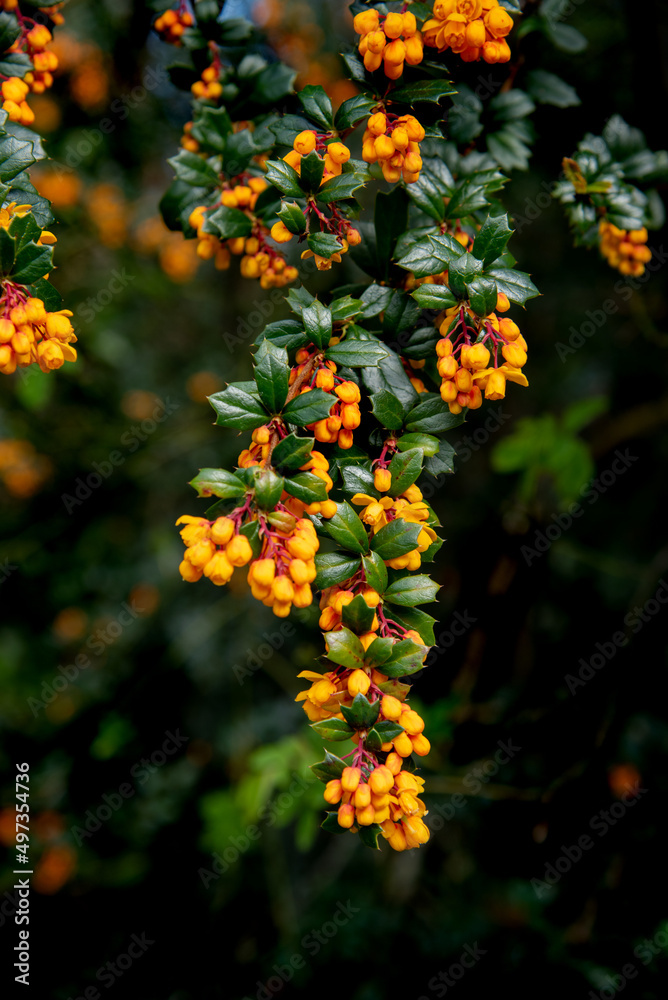 Berberis or barberry bush with orange flowers Berberis or barberry bush with orange flowers