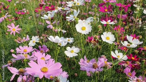 Footage of cosmos flowers in the flower garden, nature flowers concept 